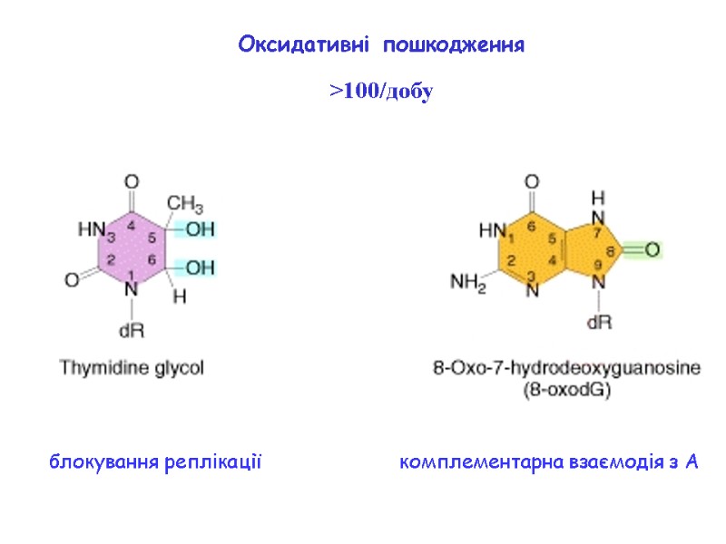 блокування реплікації комплементарна взаємодія з А Оксидативні пошкодження >100/добу
